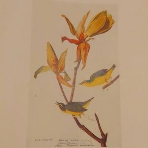 Warbler species book print John James Audubon